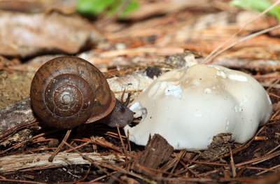Whitelip Snail - Neohelix albolabris (feeding on a mushroom)