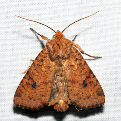 9957 - Bicolored Sallow - Sunira bicolorago