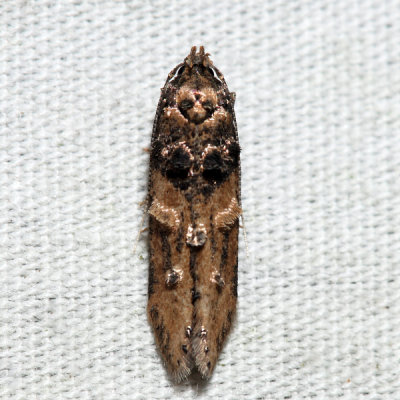 1615 – Sweetclover Root Borer – Walshia miscecolorella