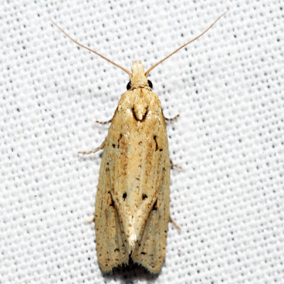 3754.3 - Two-spotted Aethes - Aethes atomosana