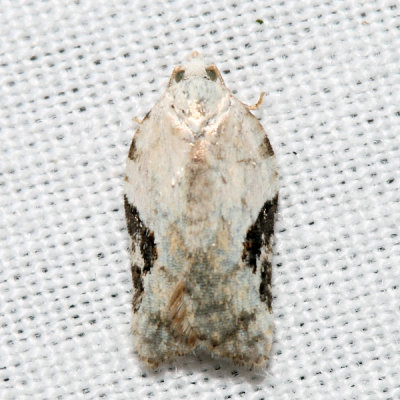 3517  Common Acleris - Acleris subnivana