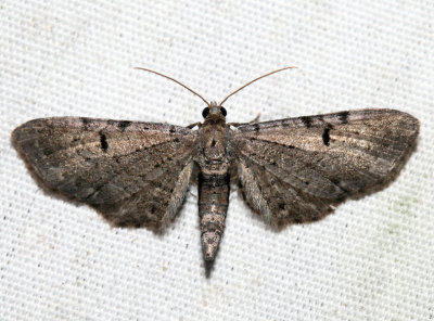 7523 - Eupithecia strattonata (m)