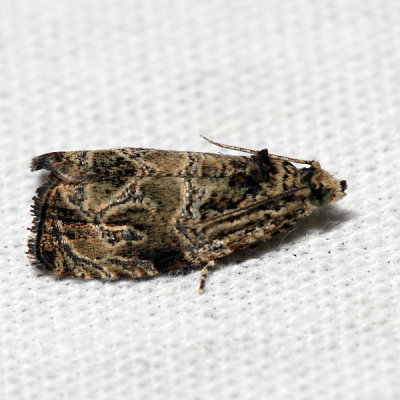 2776 – Woolly-backed Moth – Olethreutes furfuranum