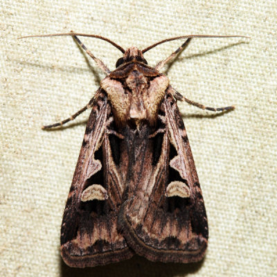 10670 – Dingy Cutworm – Feltia jaculifera
