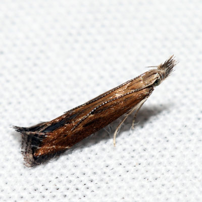 1690 – Isophrictis anteliella