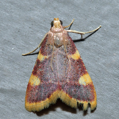 5524 – Clover Hayworm Moth – Hypsopygia costalis