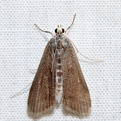 4759 – Polymorphic Pondweed Moth – Parapoynx maculalis