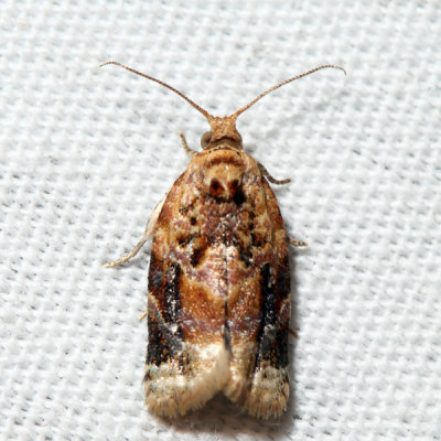 3597 – Red-banded Leafroller – Argyrotaenia velutinana