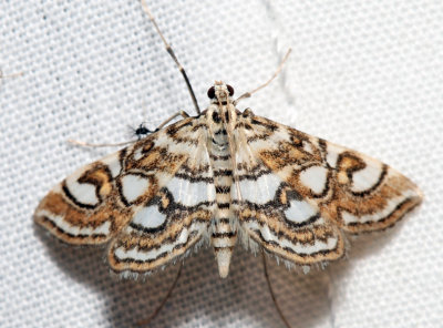 4747 – Nymphula Moth – Elophila ekthlipsis