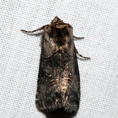 8881 - Spectacled Nettle Moth - Abrostola urentis