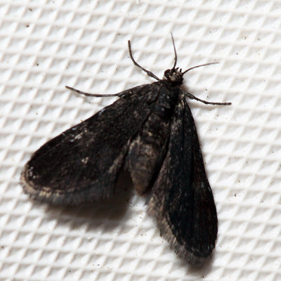 4754  Elophila tinealis