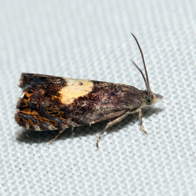 3406  Dichrorampha bittana