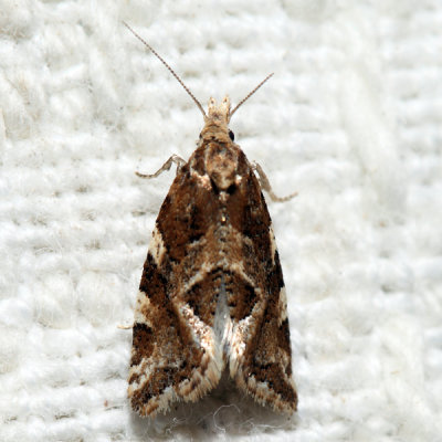 3760.2  Six-toothed Aethes - Aethes sexdentata