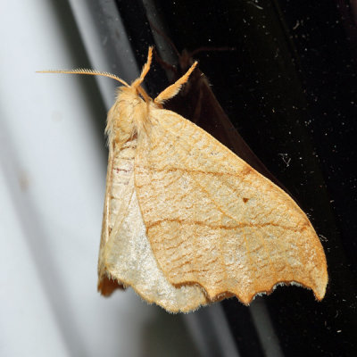 6252 - Two-lined Hooktip - Drepana bilineata