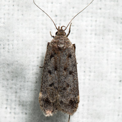 2237 - Dark-headed Aspen Leafroller - Anacampsis innocuella (Tentative)
