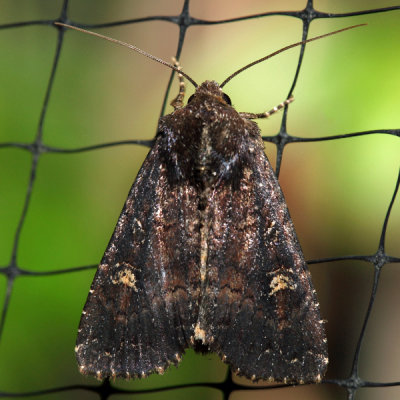 9367 – Doubtful Apamea – Apamea dubitans