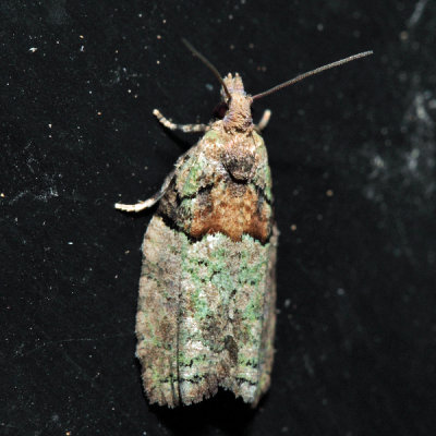  3286  Raspberry Leaf-roller  Epinotia medioviridana