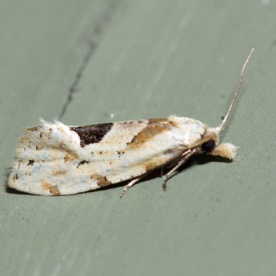 3754.1  Aethes angustana