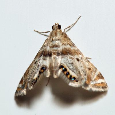 4777 - Petrophila fulicalis (sp. group)
