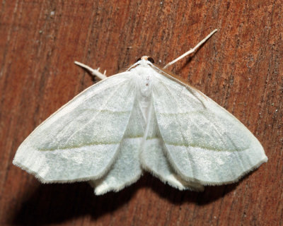 6796 - Pale Beauty - Campaea perlata