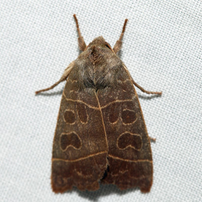 9555 - Even-lined Sallow - Ipimorpha pleonectusa