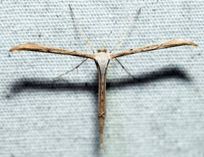 6234 – Morning-glory Plume Moth – Emmelina monodactyla