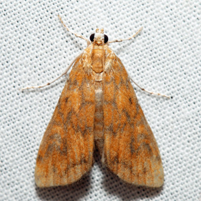 4751 – Waterlily Borer – Elophila gyralis