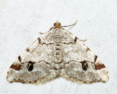 6343 – Six-spotted Angle – Macaria sexmaculata