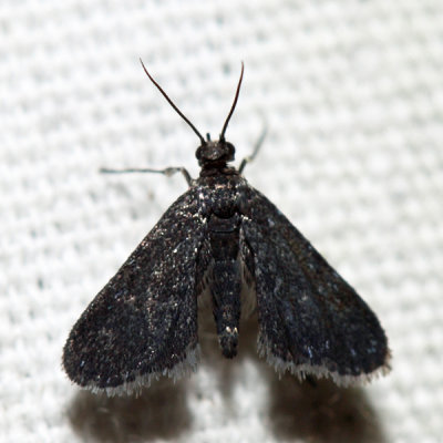 4754 - Black Duckweed Moth - Elophila tinealis