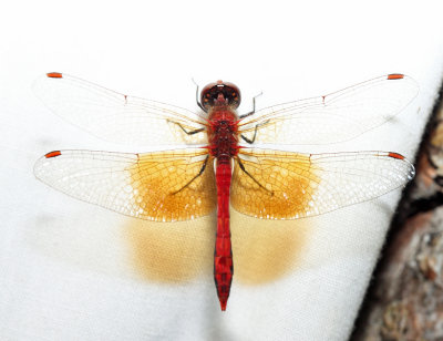 Eastern Band-winged Meadowhawk - Sympetrum semicinctum