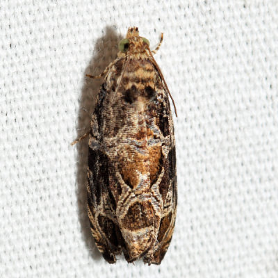 2785 – Olethreutes atrodentana