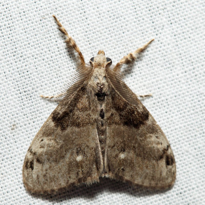 8316 - White-marked Tussock Moth - Orgyia leucostigma