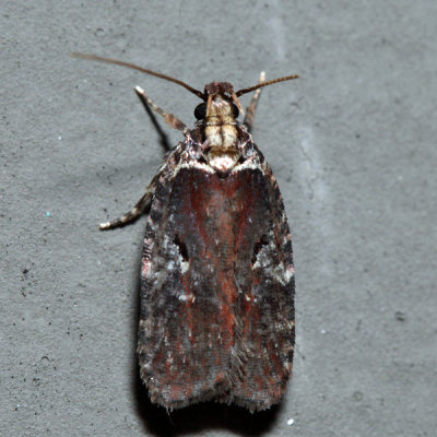  0857  Red Agonopterix - Agonopterix lythrella