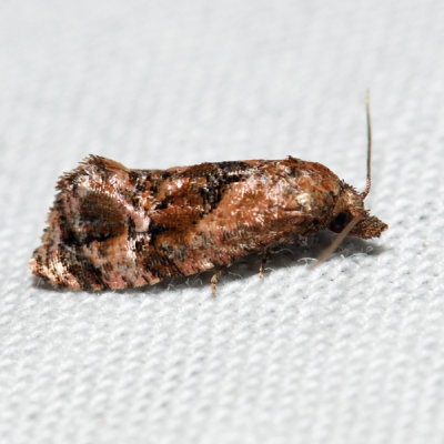 3767  Cochylis aurorana