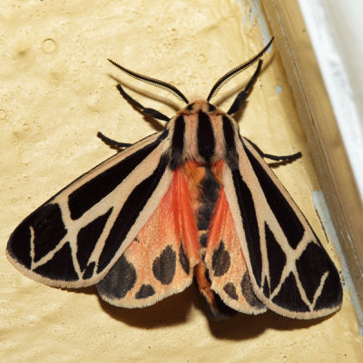 8169 – Harnessed Tiger Moth – Apantesis phalerata