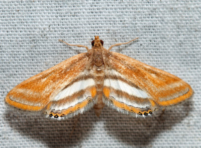 4763 – Floating-heart Waterlilly Moth – Parapoynx seminealis