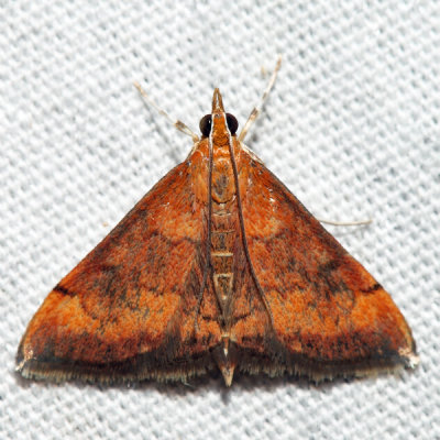 5051 - Variable Reddish Pyrausta - Pyrausta rubricalis