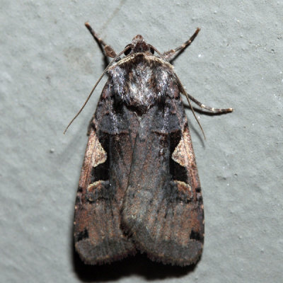 10942 - Setaceous Hebrew Character - Xestia c-nigrum