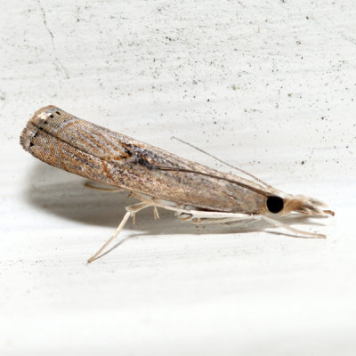5451 – Bluegrass Webworm Moth – Parapediasia teterrella