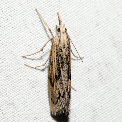 5413 - Sod Webworm Moth - Pediasia trisecta