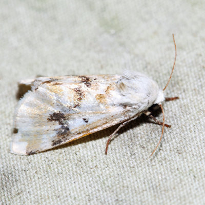 11177 – Goldenrod Flower Moth – Schinia nundina