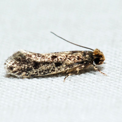 0411  European House Moth  Niditinea fuscella