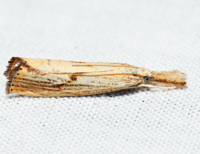 5399 – Lesser Vagabond Sod Webworm – Agriphila ruricolellus