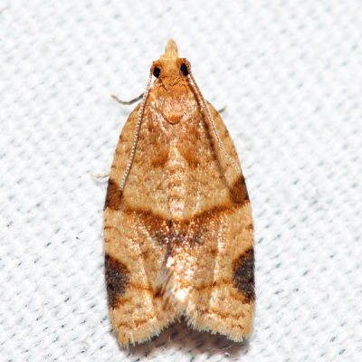 3688 - Garden Tortrix - Clepsis peritana