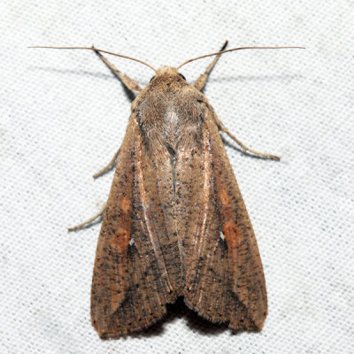 10438 - Armyworm Moth - Mythimna unipuncta