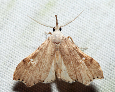 8401 – White-spotted Redectis – Redectis vitrea