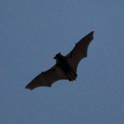 Big Brown Bat - Eptesicus fuscus