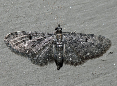 7491 - Eupithecia fletcherata (f)