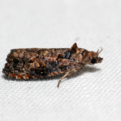 2738 – Verbena Bud Moth – Endothenia hebesana