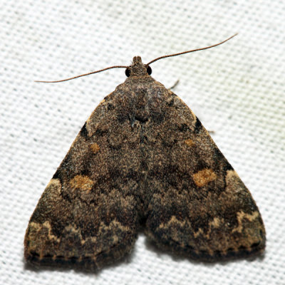 8323 - Common Idia - Idia aemula